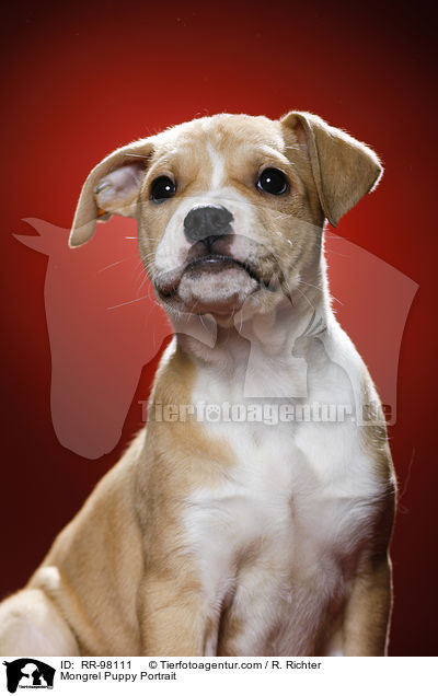 Portrait eines Mischlingswelpen / Mongrel Puppy Portrait / RR-98111