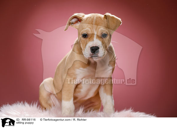 sitzender Welpe / sitting puppy / RR-98116