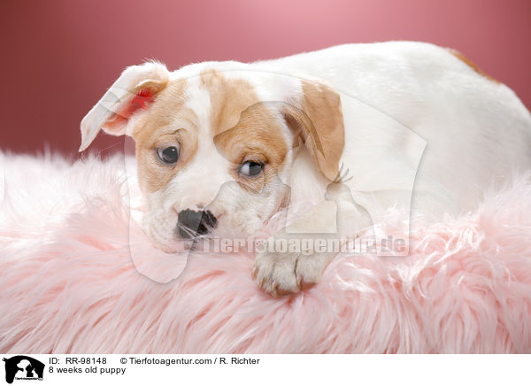 8 Wochen alter Welpe / 8 weeks old puppy / RR-98148