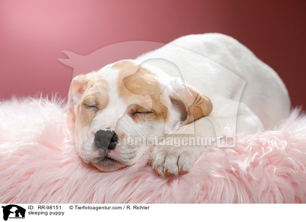 schlafender Welpe / sleeping puppy / RR-98151