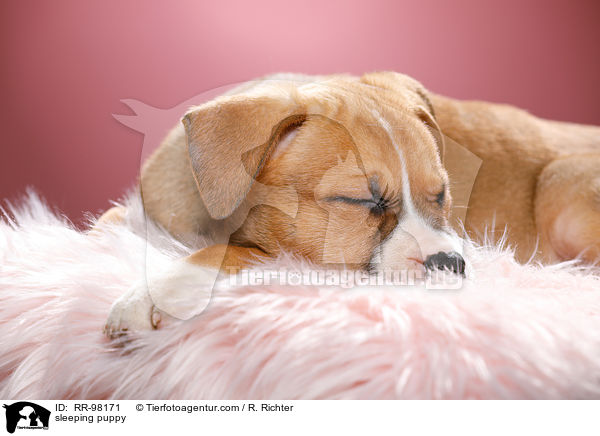schlafender Welpe / sleeping puppy / RR-98171