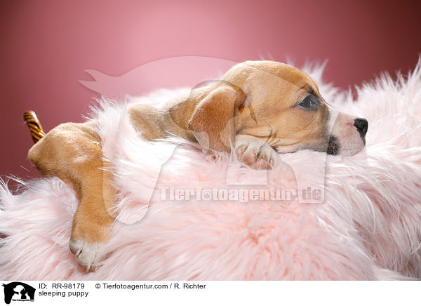 schlafender Welpe / sleeping puppy / RR-98179