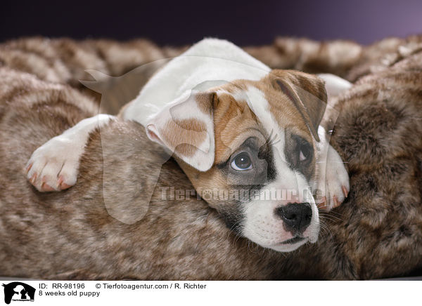 8 Wochen alter Welpe / 8 weeks old puppy / RR-98196