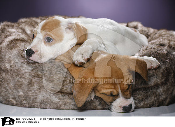 schlafende Welpen / sleeping puppies / RR-98201