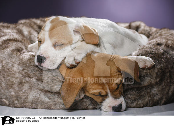 schlafende Welpen / sleeping puppies / RR-98202