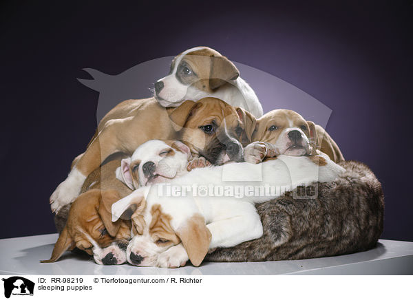 schlafende Welpen / sleeping puppies / RR-98219