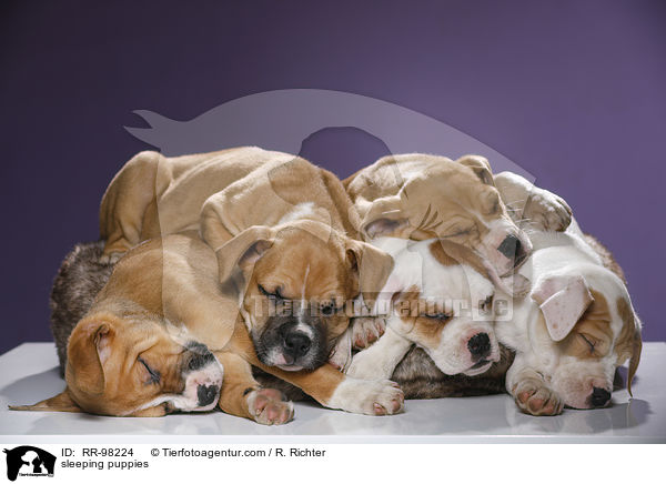 schlafende Welpen / sleeping puppies / RR-98224