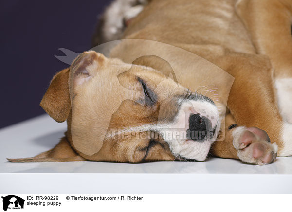 schlafender Welpe / sleeping puppy / RR-98229