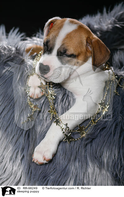 schlafender Welpe / sleeping puppy / RR-98249