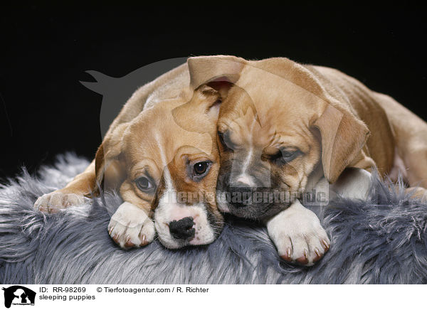 schlafende Welpen / sleeping puppies / RR-98269