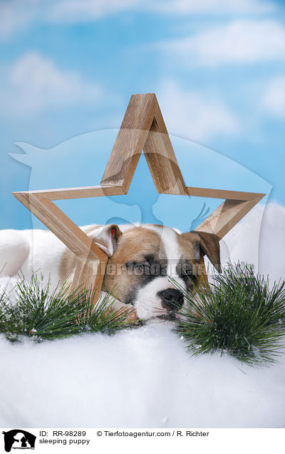 schlafender Welpe / sleeping puppy / RR-98289