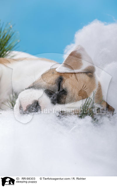 schlafender Welpe / sleeping puppy / RR-98303