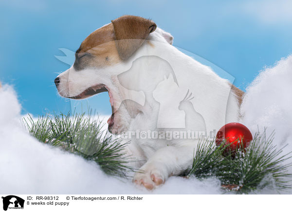 8 Wochen alter Welpe / 8 weeks old puppy / RR-98312