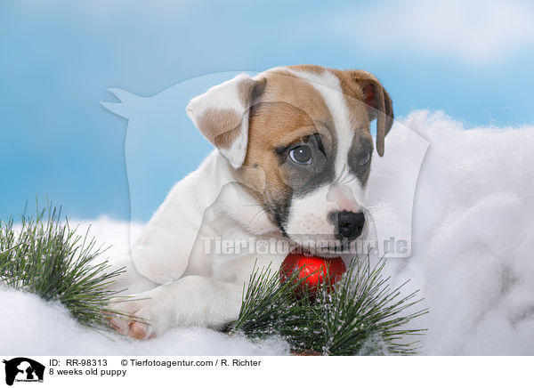 8 Wochen alter Welpe / 8 weeks old puppy / RR-98313