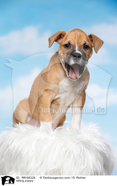 sitzender Welpe / sitting puppy / RR-98326