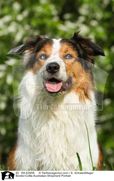 Border-Collie-Australian-Shepherd Portrait / Border-Collie-Australian-Shepherd Portrait / SS-52908