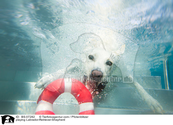 spielender Labrador-Retriever-Schferhund / playing Labrador-Retriever-Shepherd / BS-07282