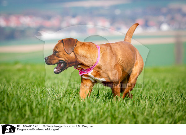 Bordeauxdogge-Mischling / Dogue-de-Bordeaux-Mongrel / MW-01198