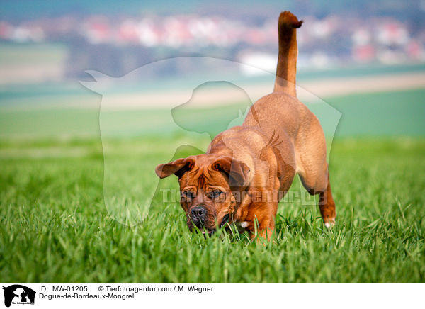 Bordeauxdogge-Mischling / Dogue-de-Bordeaux-Mongrel / MW-01205