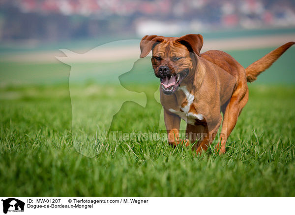 Bordeauxdogge-Mischling / Dogue-de-Bordeaux-Mongrel / MW-01207