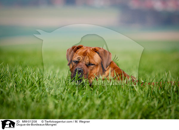 Bordeauxdogge-Mischling / Dogue-de-Bordeaux-Mongrel / MW-01208