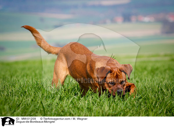 Bordeauxdogge-Mischling / Dogue-de-Bordeaux-Mongrel / MW-01209