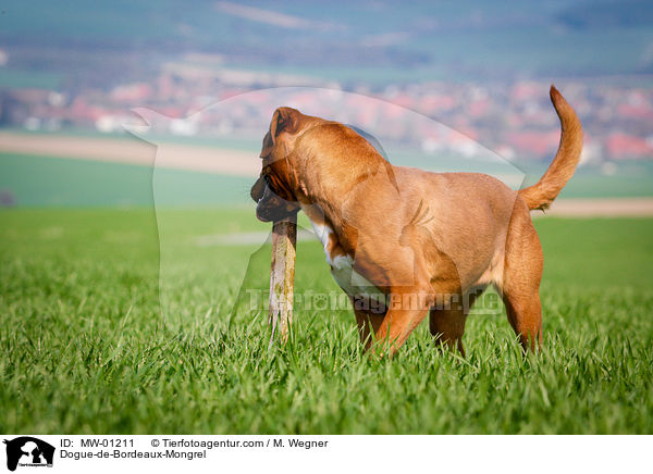 Bordeauxdogge-Mischling / Dogue-de-Bordeaux-Mongrel / MW-01211
