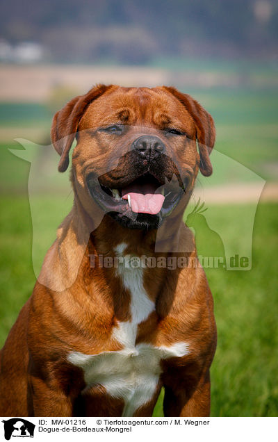 Bordeauxdogge-Mischling / Dogue-de-Bordeaux-Mongrel / MW-01216