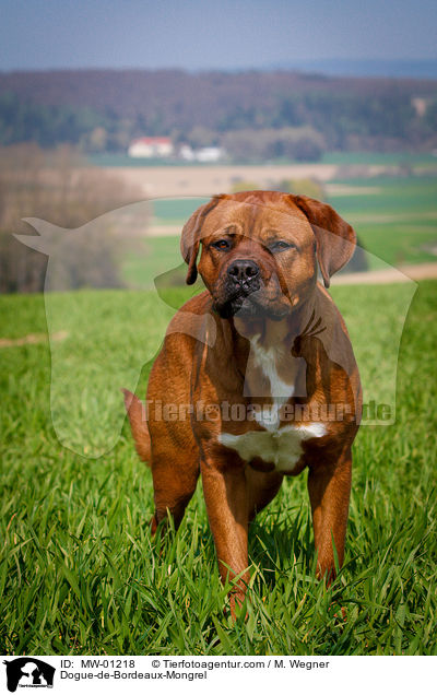 Bordeauxdogge-Mischling / Dogue-de-Bordeaux-Mongrel / MW-01218