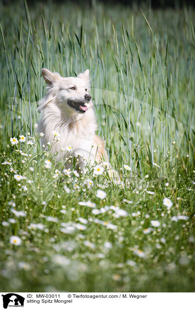 sitzender Spitzmischling / sitting Spitz Mongrel / MW-03011