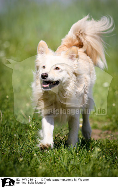 rennender Spitzmischling / running Spitz Mongrel / MW-03012