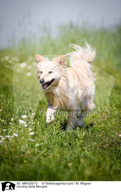 rennender Spitzmischling / running Spitz Mongrel / MW-03013