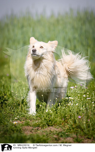 rennender Spitzmischling / running Spitz Mongrel / MW-03014