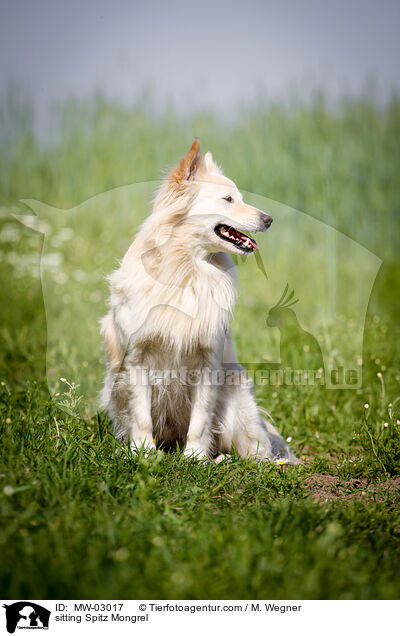 sitzender Spitzmischling / sitting Spitz Mongrel / MW-03017