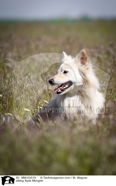 sitzender Spitzmischling / sitting Spitz Mongrel / MW-03019
