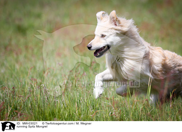 rennender Spitzmischling / running Spitz Mongrel / MW-03021