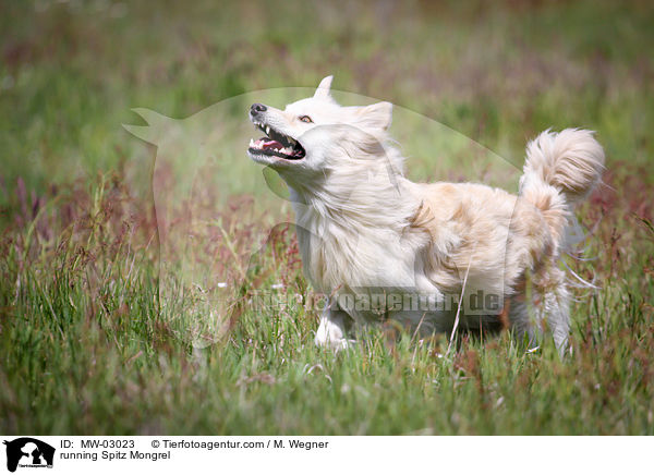 rennender Spitzmischling / running Spitz Mongrel / MW-03023