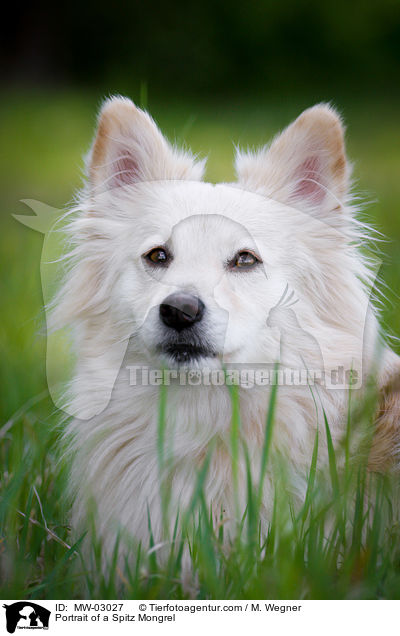 Portrait eines Spitzmischlings / Portrait of a Spitz Mongrel / MW-03027