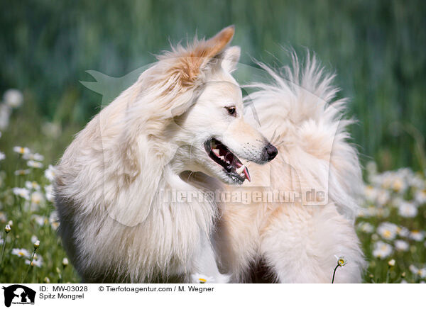 Spitzmischling / Spitz Mongrel / MW-03028