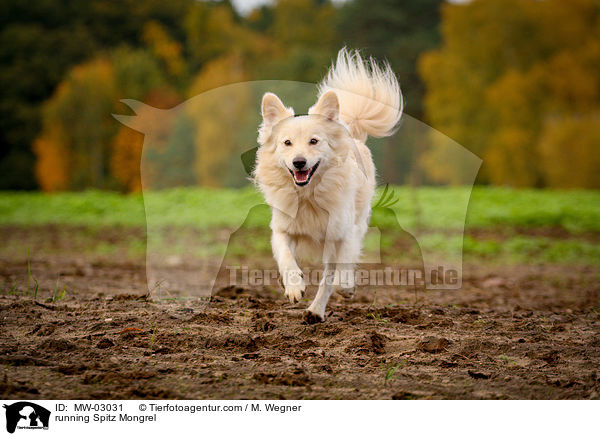 rennender Spitzmischling / running Spitz Mongrel / MW-03031