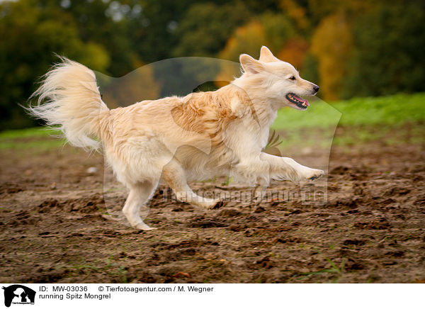 rennender Spitzmischling / running Spitz Mongrel / MW-03036