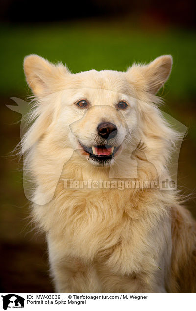 Portrait eines Spitzmischlings / Portrait of a Spitz Mongrel / MW-03039