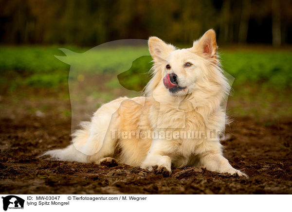 liegender Spitzmischling / lying Spitz Mongrel / MW-03047