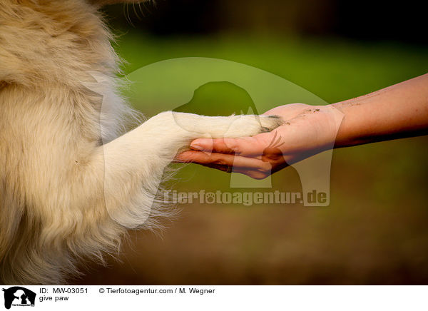 Pftchen geben / give paw / MW-03051