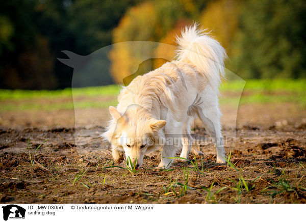 schnuppernder Hund / sniffing dog / MW-03056