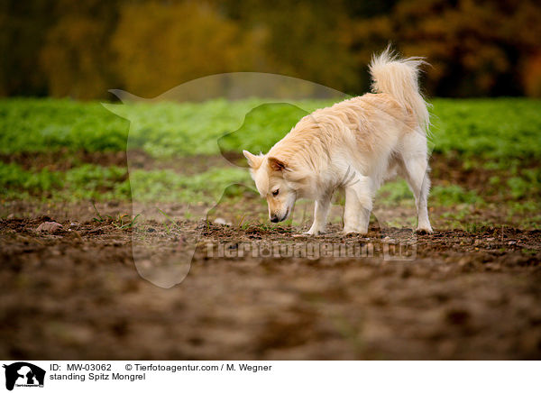 stehender Spitzmischling / standing Spitz Mongrel / MW-03062
