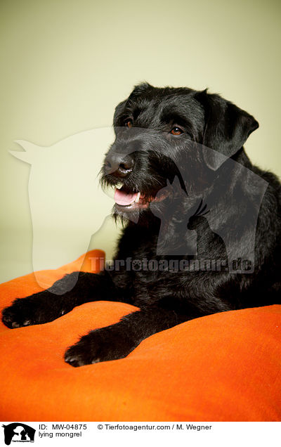 liegender Mischling / lying mongrel / MW-04875