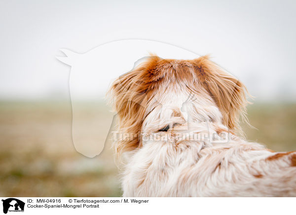 Cocker-Spaniel-Mischling Portrait / Cocker-Spaniel-Mongrel Portrait / MW-04916