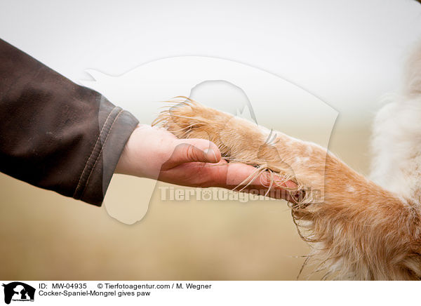 Cocker-Spaniel-Mischling gibt Pftchen / Cocker-Spaniel-Mongrel gives paw / MW-04935