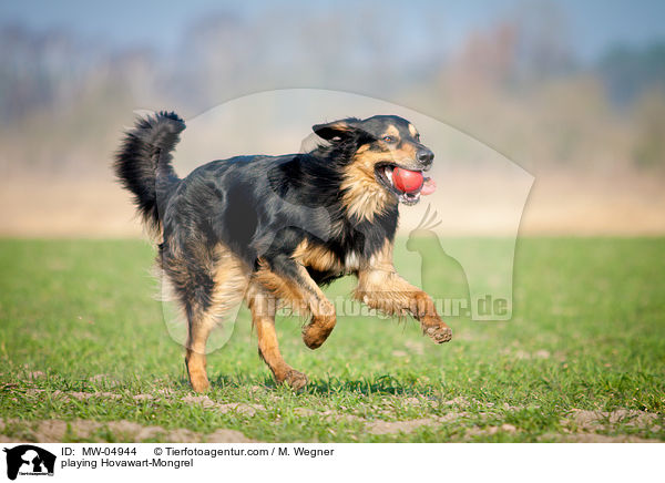 spielender Hovawart-Mischling / playing Hovawart-Mongrel / MW-04944
